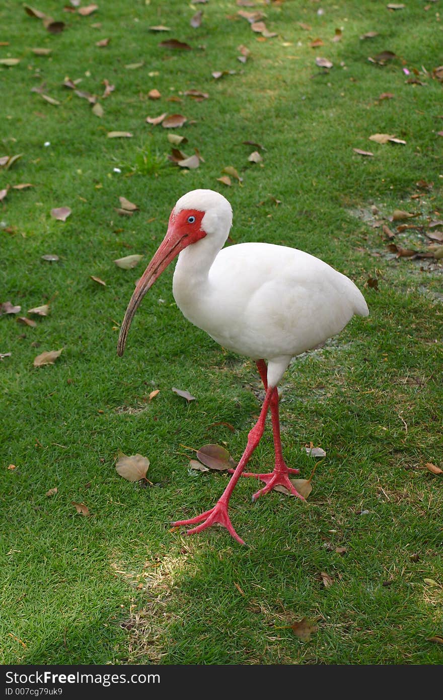 White Ibis walking across the grass.