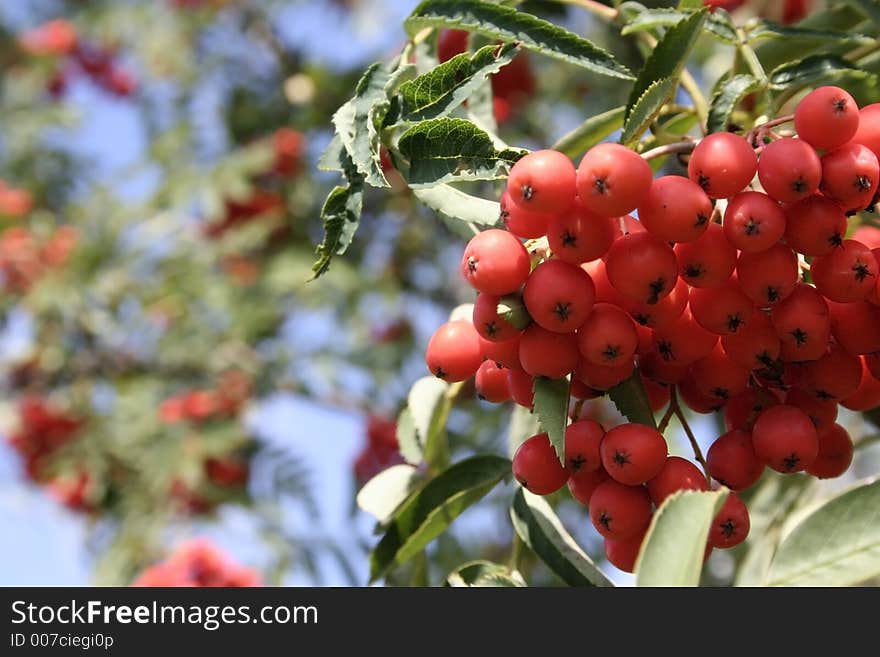 Closeup of beautiful rowan berry. Closeup of beautiful rowan berry