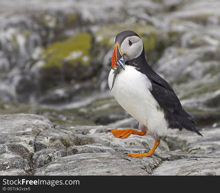 Puffinwalking along rocks to feed hungry chicks with sandeels. Puffinwalking along rocks to feed hungry chicks with sandeels