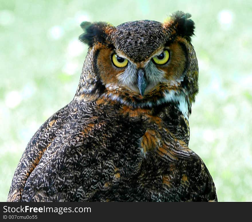 Gret horned owl glaringat the camera. Gret horned owl glaringat the camera