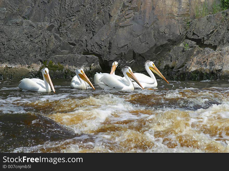 White Pelicans