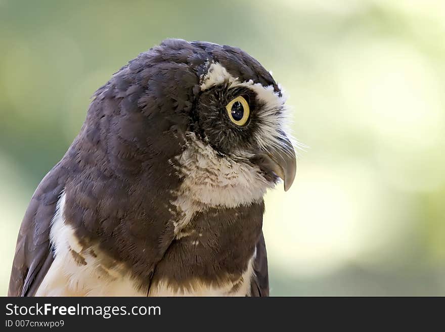 Spectacled Owl