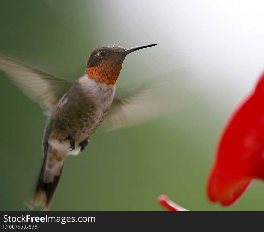 Rubythroat Hummingbird