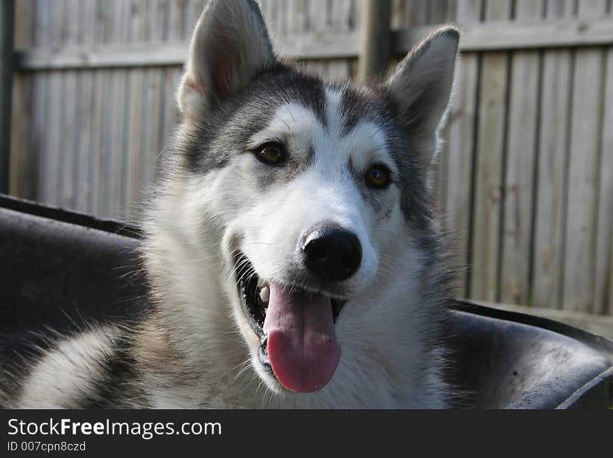 Huski sitting down and looking cute at the camera. Huski sitting down and looking cute at the camera.