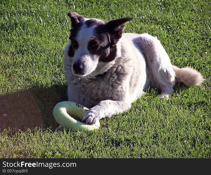 My Dog playing with her ring toy. My Dog playing with her ring toy.