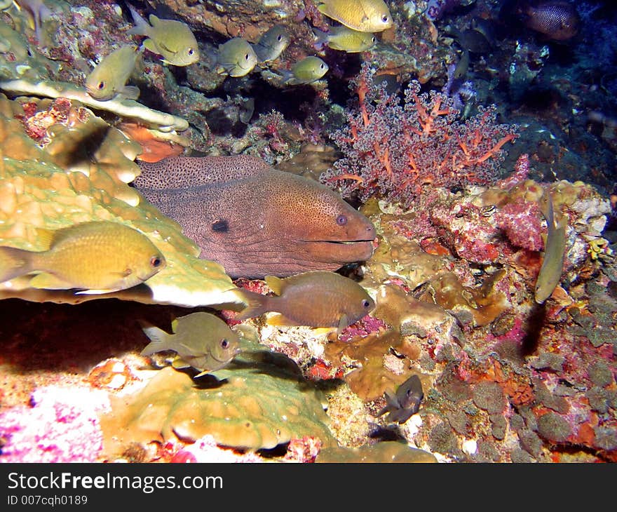 Moray Eel