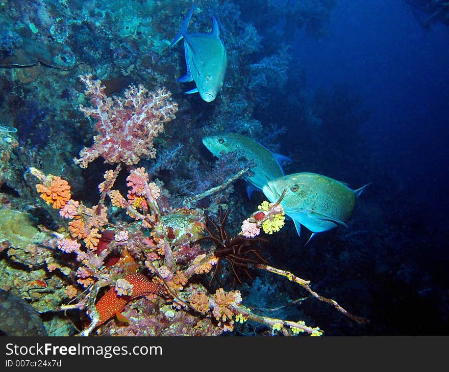 Some trevallies hunting on a coral reef. Some trevallies hunting on a coral reef