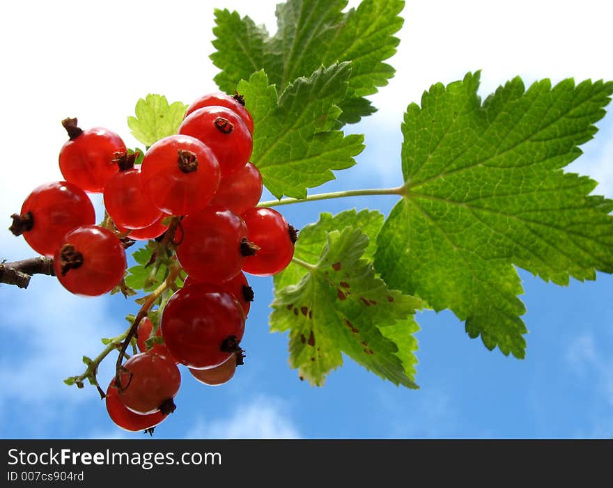 Redcurrants ready to harvest. Redcurrants ready to harvest