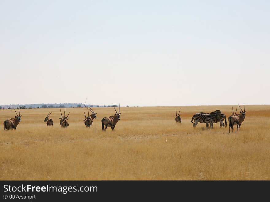 Animals standing in the wild. Animals standing in the wild