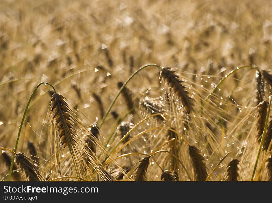 Morning dew on ripe wheat. Morning dew on ripe wheat