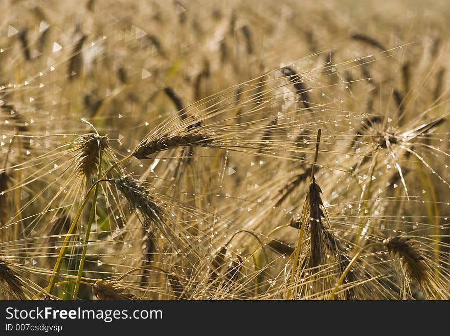 Morning dew over oat spikelets. Morning dew over oat spikelets