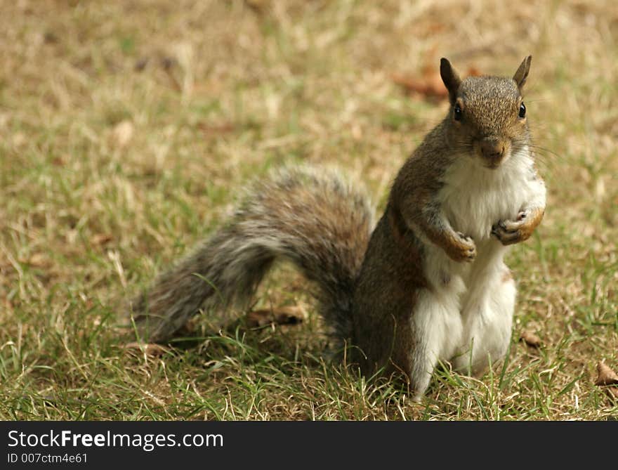 Grey Cheeky squirrel