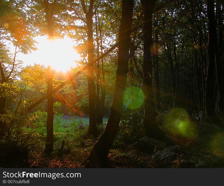 Sunrise in the wood