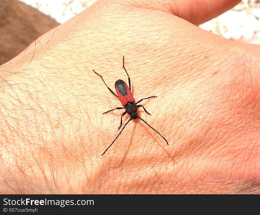 Beetle close up on the hand