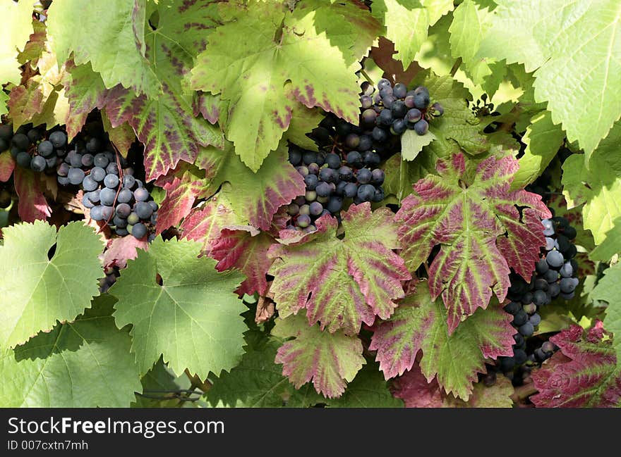 Grapes growing on the vine