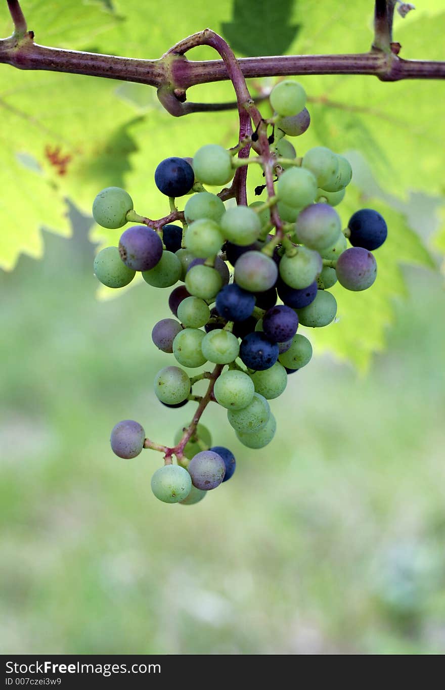 Grapes growing on the vine