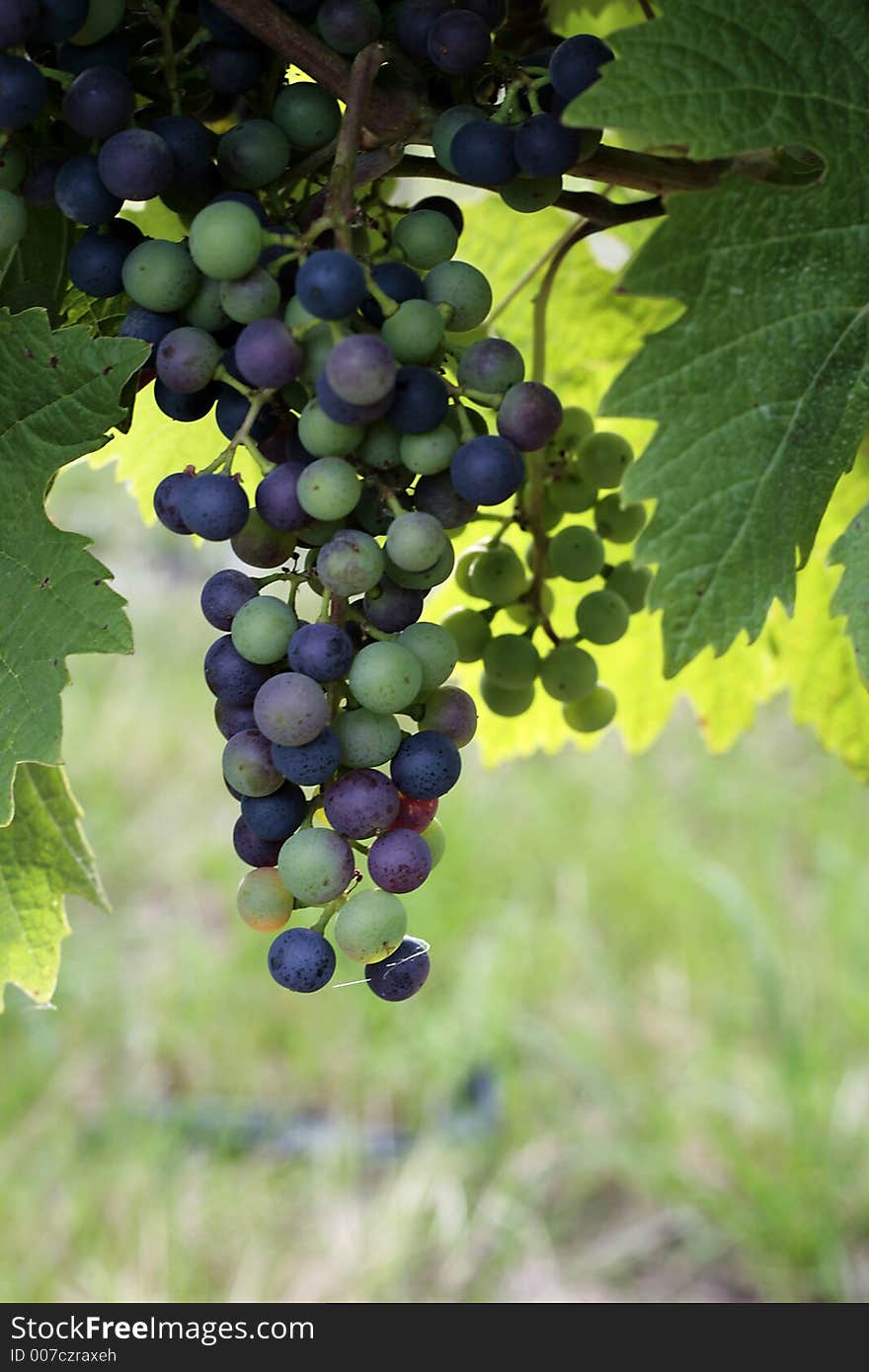 Grapes growing on the vine