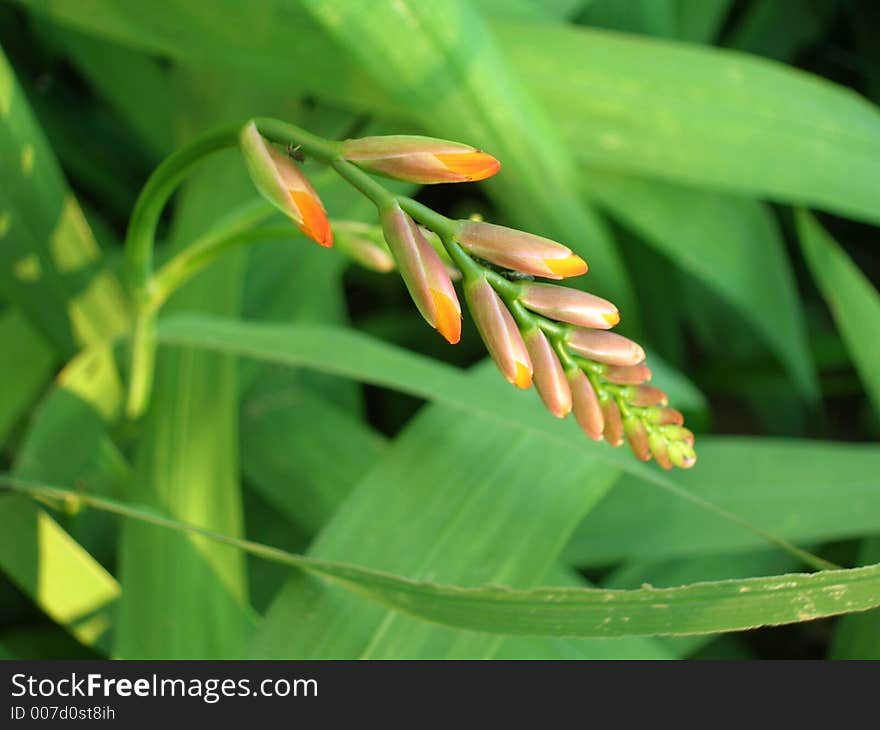 A nice close-up of a monbretia (crocosmia) flower. Taken in Lithuania. A nice close-up of a monbretia (crocosmia) flower. Taken in Lithuania.