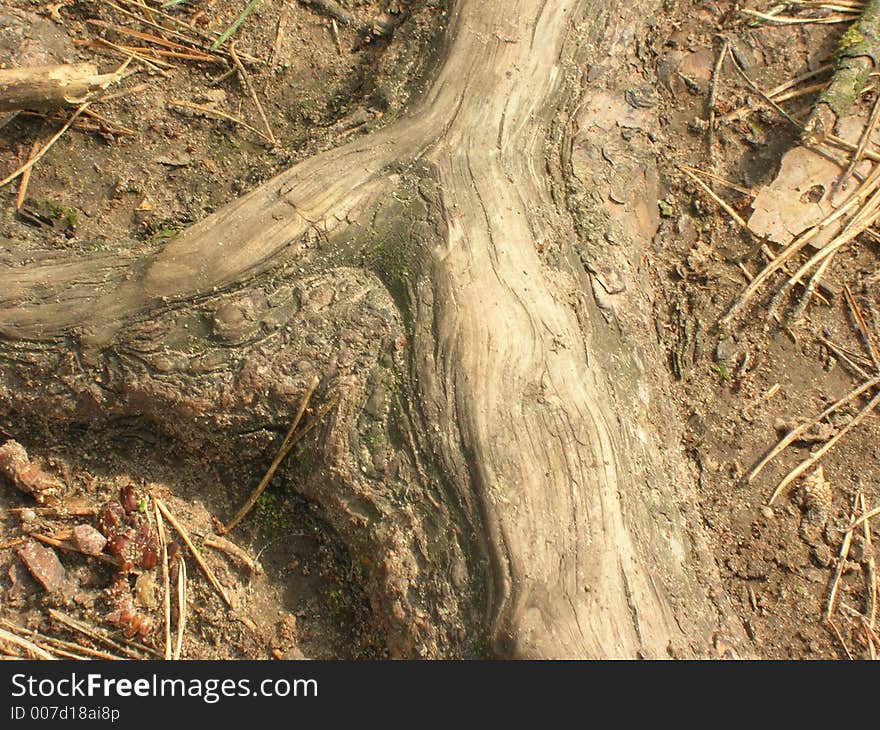 A close-up of a root of an old tree. A close-up of a root of an old tree.