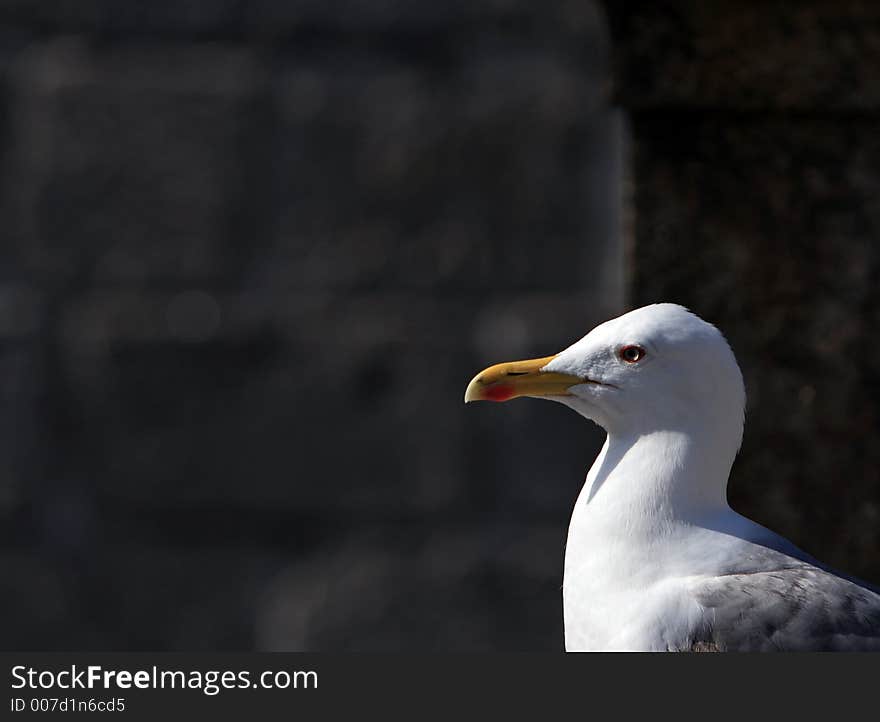 Seagull's portrait - bird looking at the sun