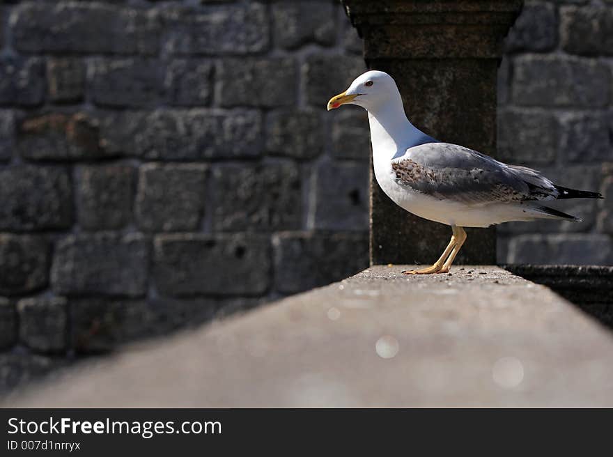 Seagull's portrait - bird sitting on the wall