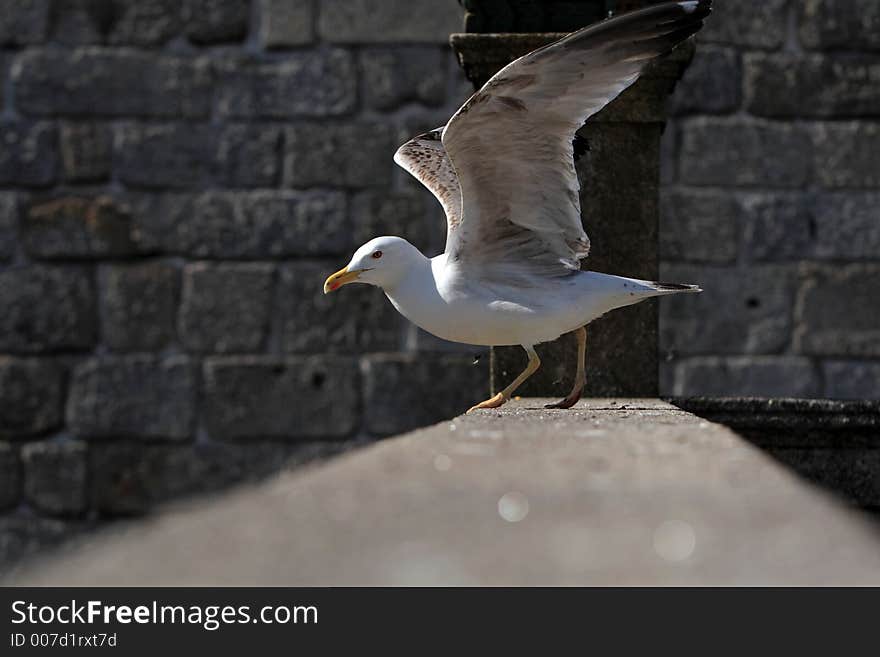 Seagull about to take off