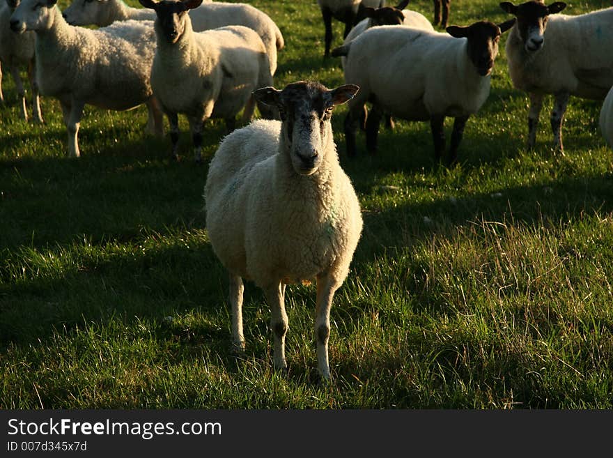 Sheep