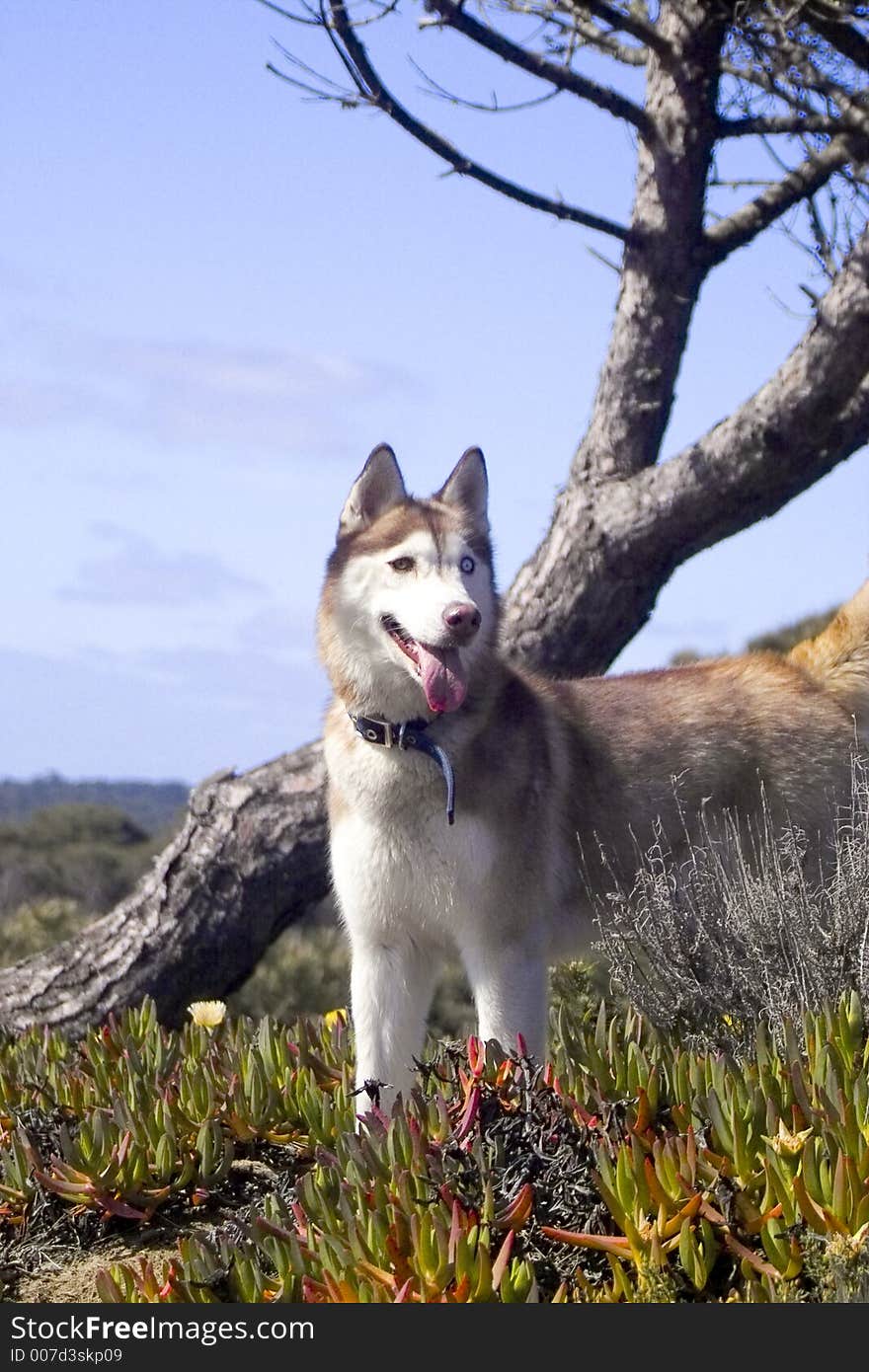 Dog and tree