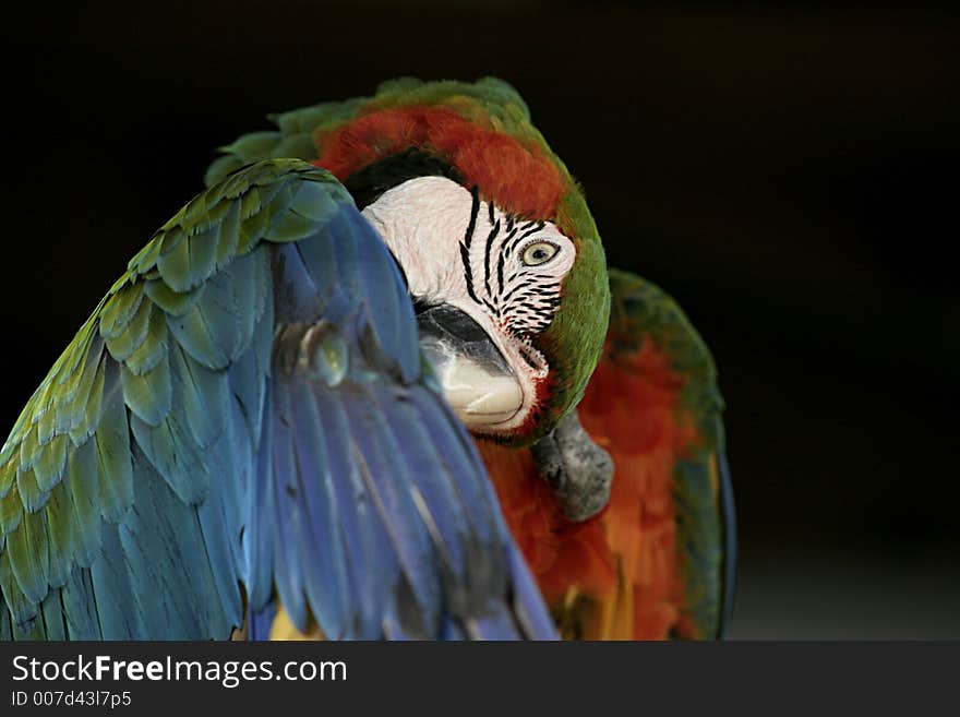 Bird, Macaw, exotic bird, Florida. Bird, Macaw, exotic bird, Florida