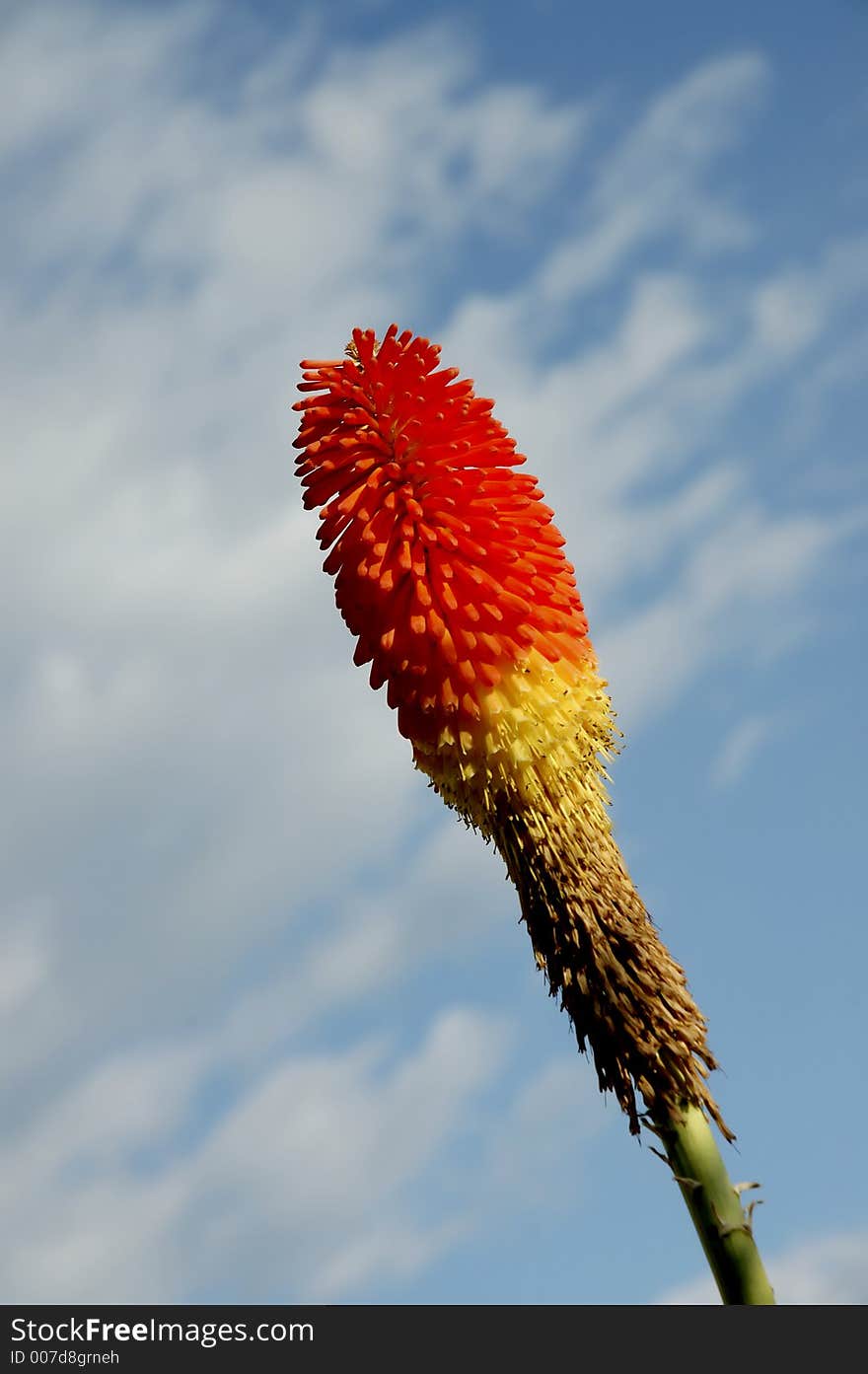 Flower on the mountine. Flower on the mountine