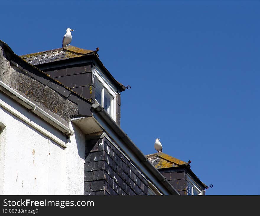 Seagulls on rooftops