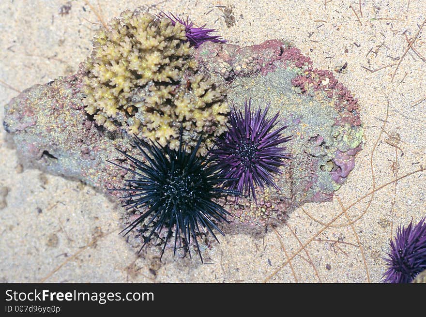 Sea urchins