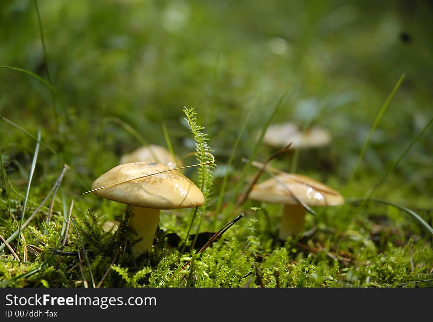 Mushrooms close up