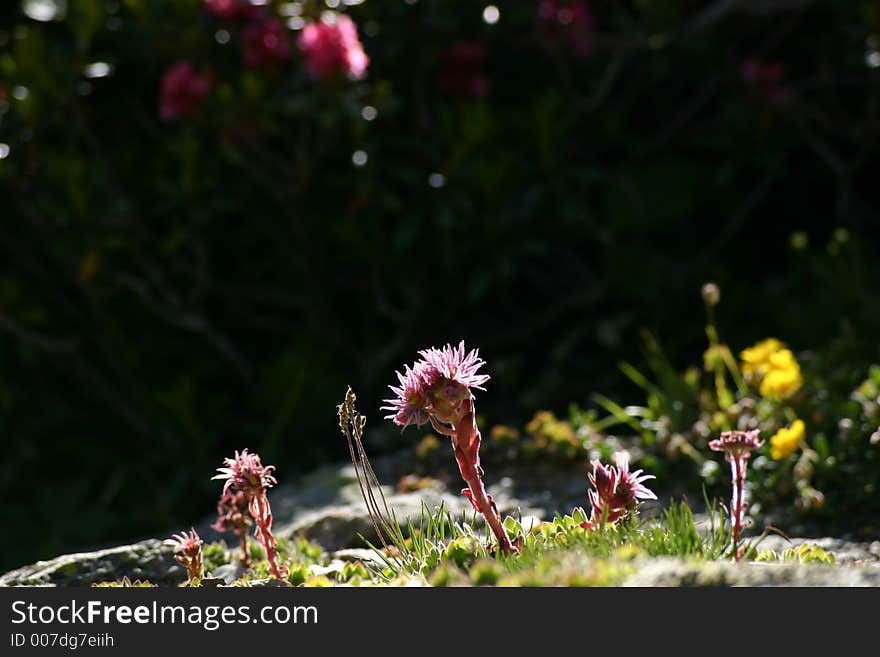 Moutain flowers on dark green background.