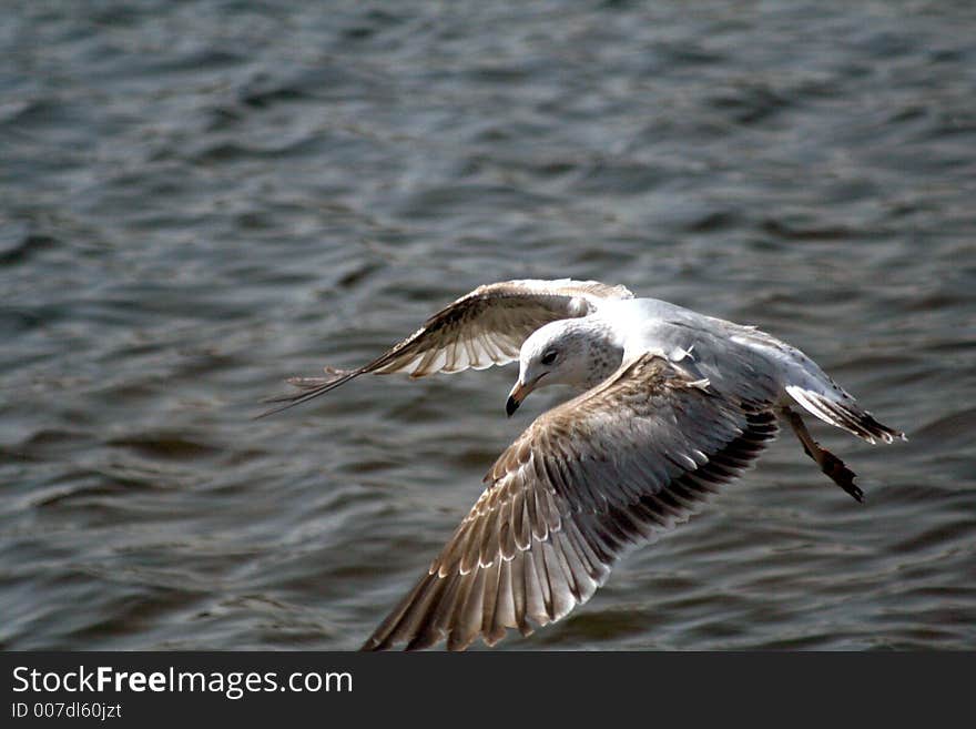 Seagull Soaring