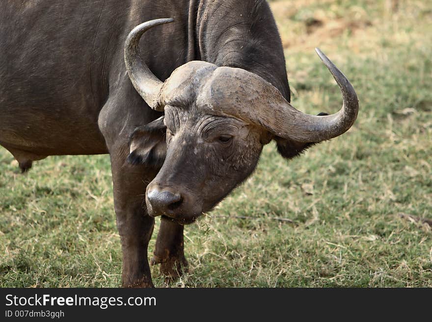 African Buffalo