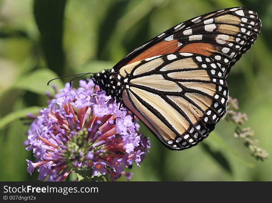 Monarch Butterfly on purple flower