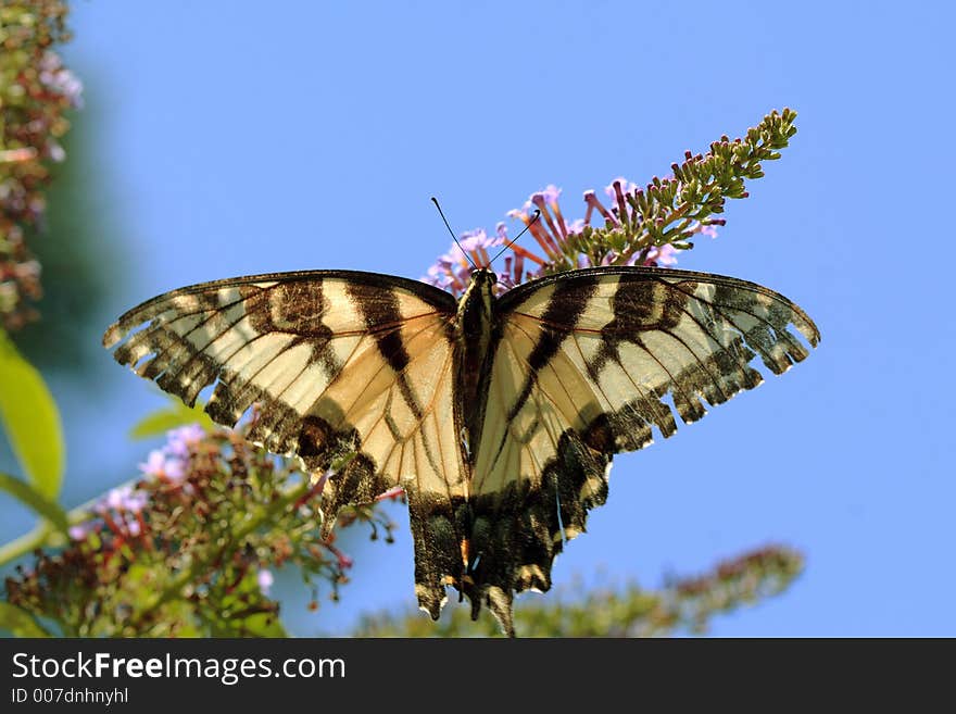 Swallowtail Butterfly