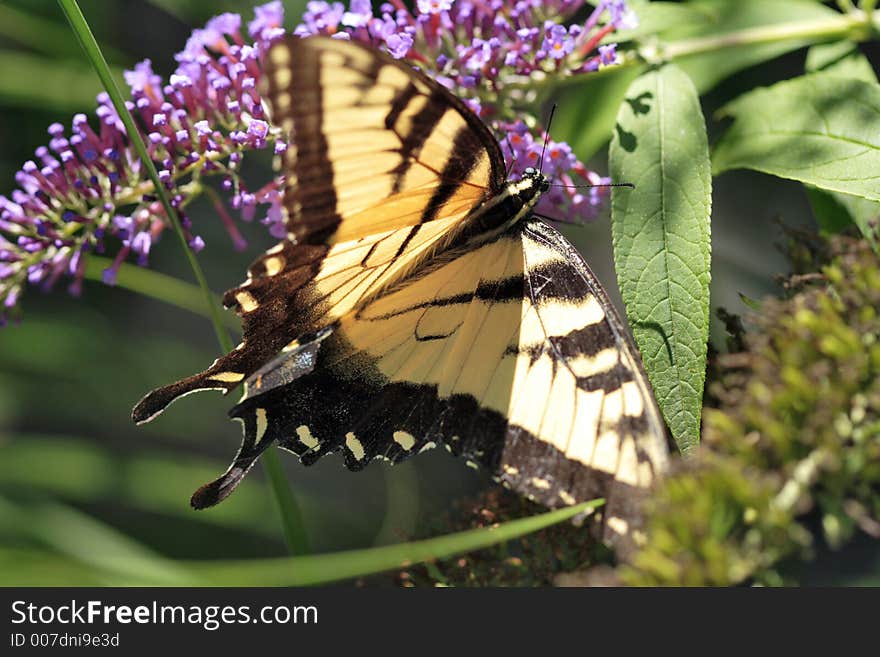 Eastern Tiger Swallowtail
(Papilio glaucus). Eastern Tiger Swallowtail
(Papilio glaucus)