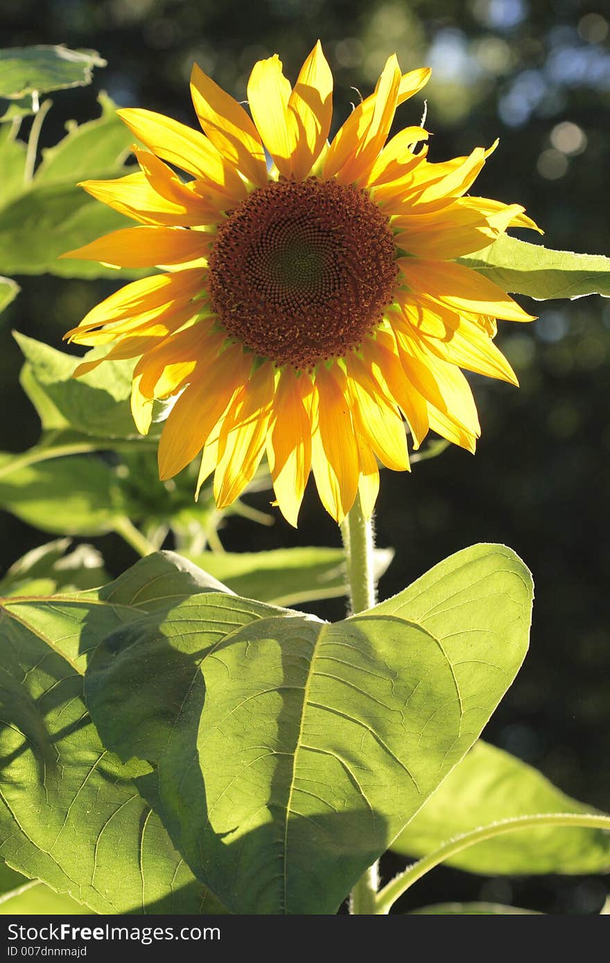 Glowing Sunflower