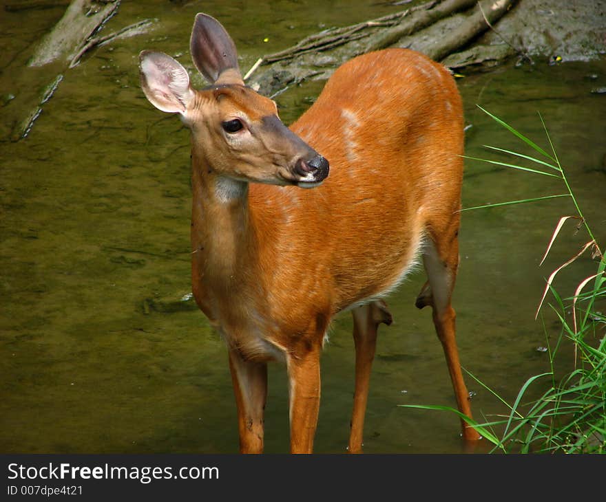 Whitetail Unaware