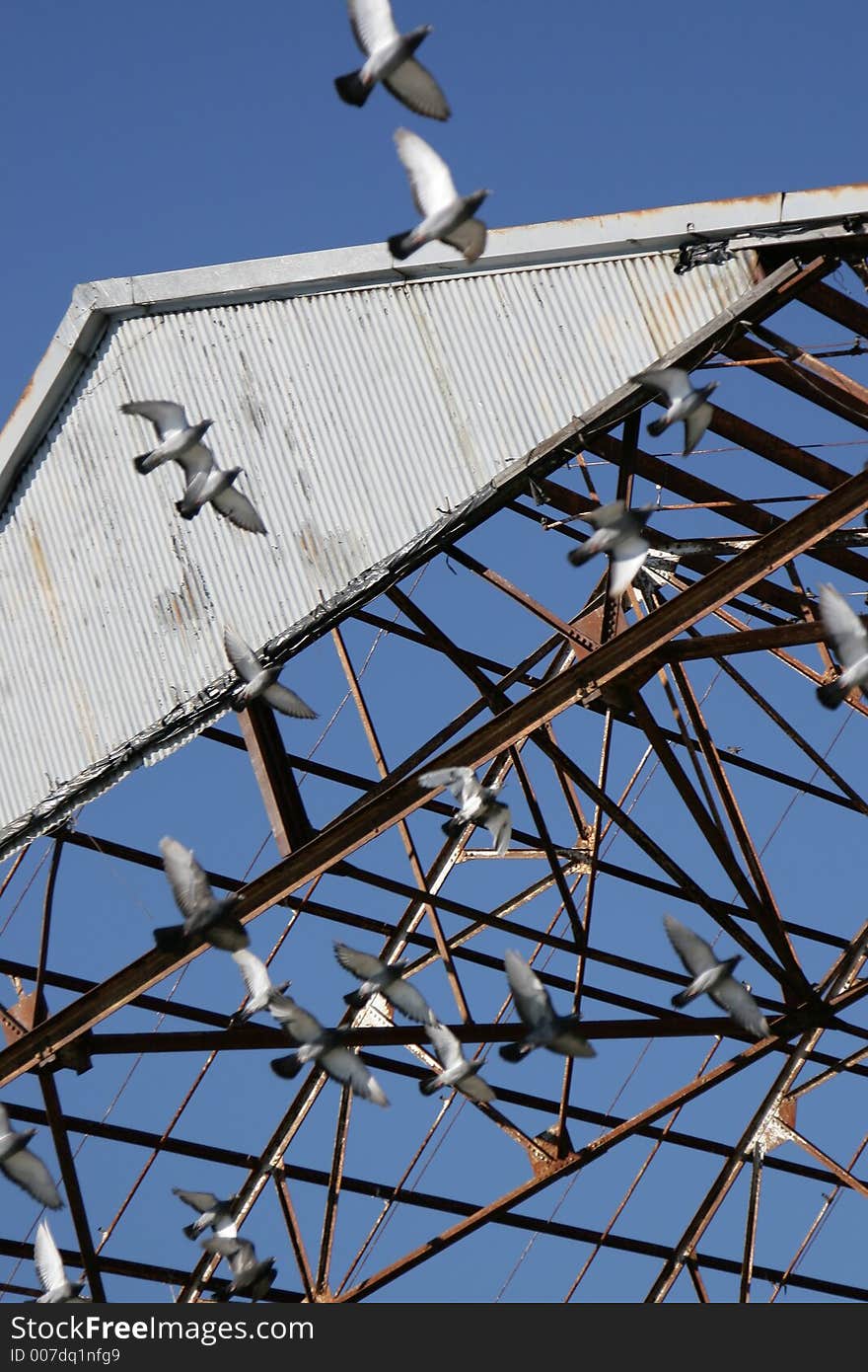 Rusted shipyard, birds in flight