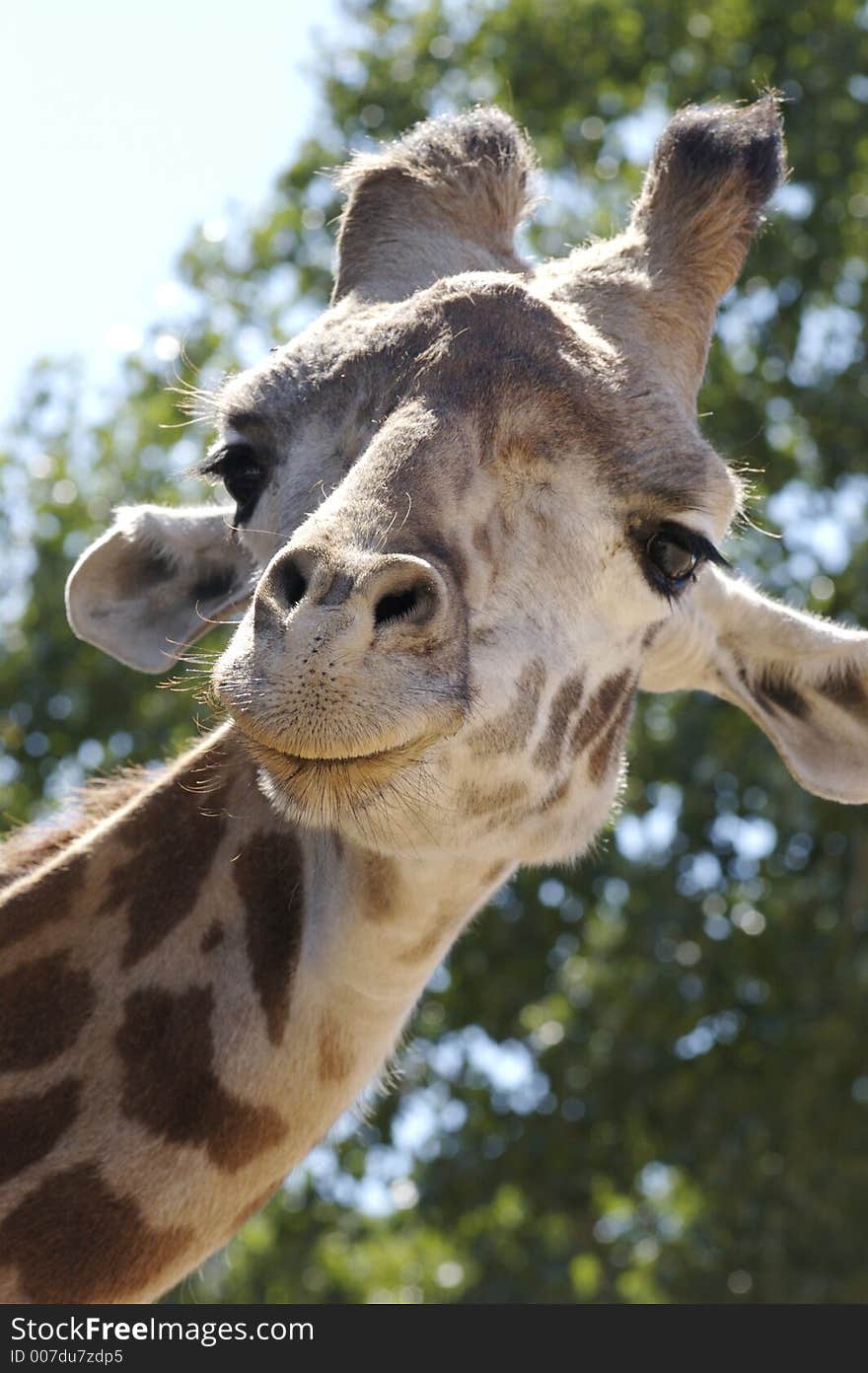 Giraffe looking straight at the camera