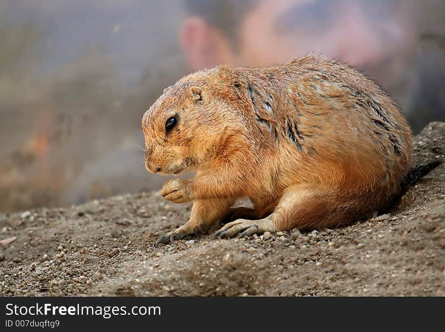 Prairie Dog