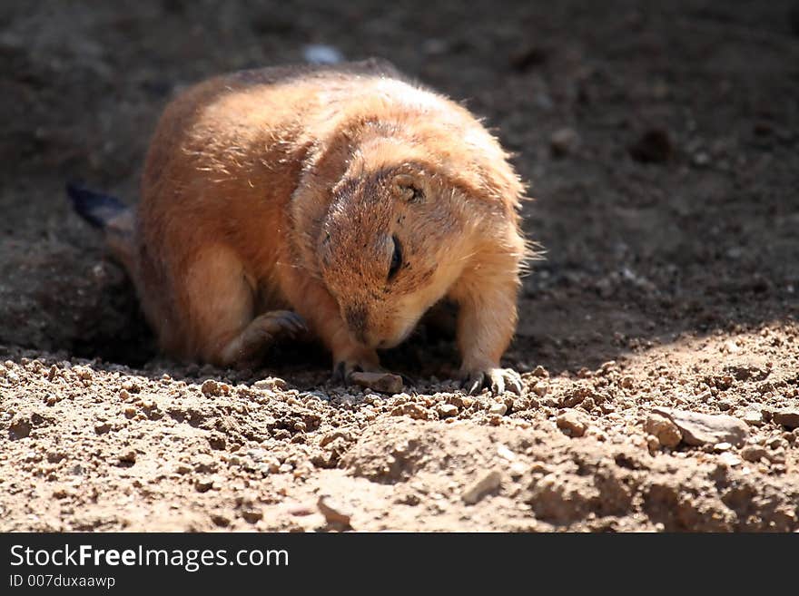 Prairie Dog Looking Down