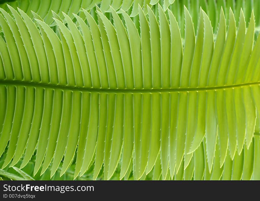 Closeup shot of a green leaf of a palm plant