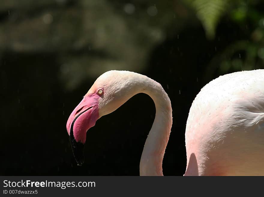 Greater Flamingo Head