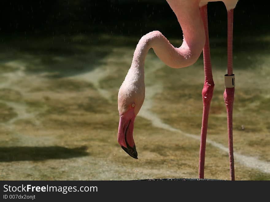 Flamingo Head And Feet