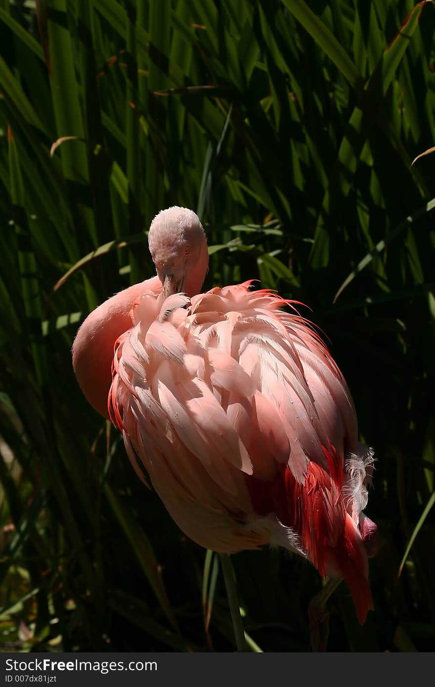 Flamingo from behind