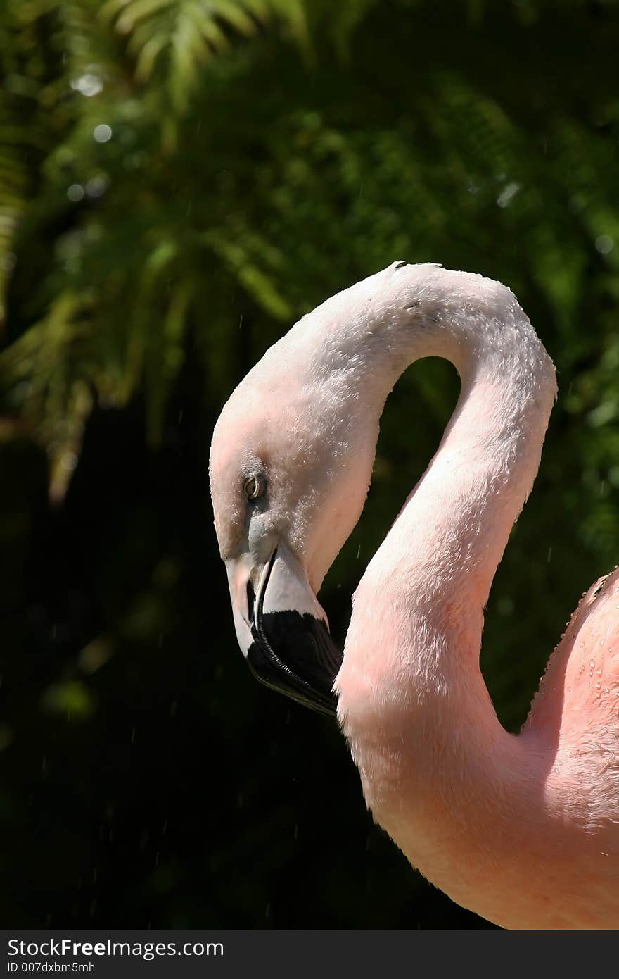 Flamingo cleaning it s neck